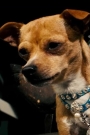 Chester the Chihuahua Film ve Dizileri